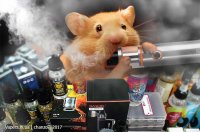 hamster-feeding-02.jpg